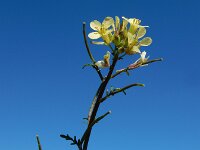 Erucastrum gallicum 12, Schijnraket, Saxifraga-Ed Stikvoort