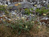 Erucastrum gallicum 13, Schijnraket, Saxifraga-Ed Stikvoort
