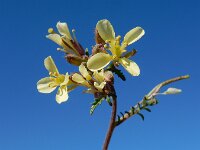 Erucastrum gallicum 6, Schijnraket, Saxifraga-Ed Stikvoort