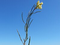 Erucastrum gallicum 8, Schijnraket, Saxifraga-Ed Stikvoort