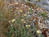 Erucastrum gallicum 9, Schijnraket, Saxifraga-Ed Stikvoort