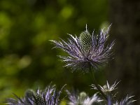 Alpendistel  Alpendistel - Eryngium alpinum