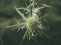 Eryngium campestre, Field Eryngo