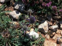 Eryngium dilatatum