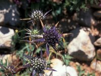 Eryngium dilatatum 2, Saxifraga-Jan van der Straaten