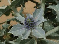 Eryngium maritimum 1, Blauwe zeedistel, Saxifraga-Jan van der Straaten