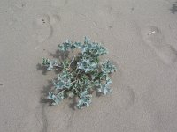 Eryngium maritimum 7, Blauwe zeedistel, Saxifraga-Jasenka Topic