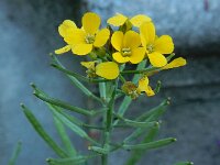 Erysimum aureum 3, Kleine muurbloem, Saxifraga-Ed Stikvoort : Amsterdam Den Haag