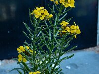 Erysimum aureum 5, Kleine muurbloem, Saxifraga-Ed Stikvoort : Amsterdam Den Haag