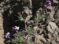 Erysimum bicolor 2, Saxifraga-Rutger Barendse