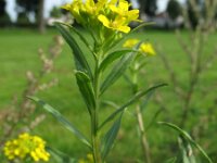 Erysimum cheiranthoides 1, Gewone steenraket, Saxifraga-Rutger Barendse