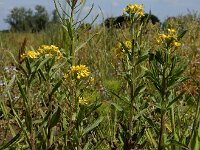 Erysimum cheiranthoides 13, Gewone steenraket, Saxifraga-Ed Stikvoort