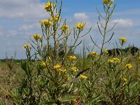 Erysimum cheiranthoides 15, Gewone steenraket, Saxifraga-Ed Stikvoort