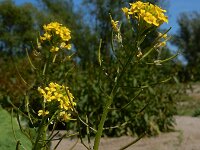 Erysimum cheiranthoides 16, Gewone steenraket, Saxifraga-Ed Stikvoort