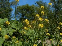 Erysimum cheiranthoides 17, Gewone steenraket, Saxifraga-Ed Stikvoort