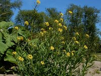 Erysimum cheiranthoides 18, Gewone steenraket, Saxifraga-Ed Stikvoort