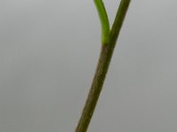 Erysimum cheiranthoides 7, Gewone steenraket, Saxifraga-Rutger Barendse