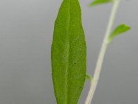 Erysimum cheiranthoides 8, Gewone steenraket, Saxifraga-Rutger Barendse