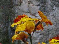 Erysimum cheiri