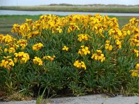 Erysimum cheiri 10, Muurbloem, Saxifraga-Ed Stikvoort