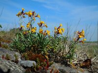 Erysimum cheiri 12, Muurbloem, Saxifraga-Ed Stikvoort