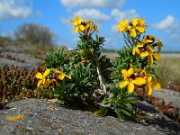 Erysimum cheiri 13, Muurbloem, Saxifraga-Ed Stikvoort