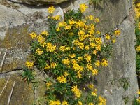 Erysimum cheiri 16, Muurbloem, Saxifraga-Ed Stikvoort