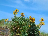 Erysimum cheiri 17, Muurbloem, Saxifraga-Ed Stikvoort