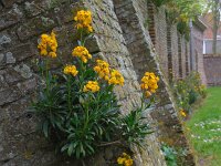 Erysimum cheiri 18, Muurbloem, Saxifraga-Ed Stikvoort