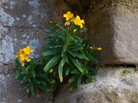 Erysimum cheiri 20, Muurbloem, Saxifraga-Ed Stikvoort