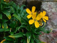 Erysimum cheiri 23, Muurbloem, Saxifraga-Ed Stikvoort