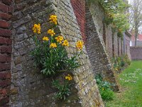 Erysimum cheiri 24, Muurbloem, Saxifraga-Ed Stikvoort