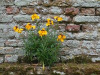 Erysimum cheiri 26, Muurbloem, Saxifraga-Ed Stikvoort