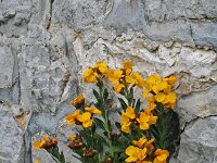 Erysimum cheiri 33, Muurbloem, Saxifraga-Jeroen Willemsen