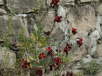 Erysimum cheiri 4, Muurbloem, Saxifraga-Willem van Kruijsbergen