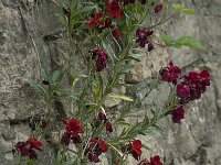 Erysimum cheiri 8, Muurbloem, Saxifraga-Willem van Kruijsbergen