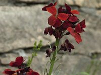 Erysimum cheiri 9, Muurbloem, Saxifraga-Willem van Kruijsbergen