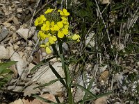 Erysimum collisparsum 1, Saxifraga-Willem van Kruijsbergen