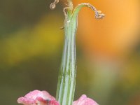 Eschscholzia californica 19, Slaapmutsje, Saxifraga-Rutger Barendse