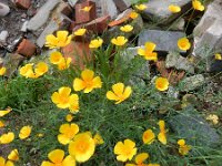 Eschscholzia californica 31, Slaapmutsje, Saxifraga-Peter Meininger