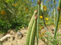 Eschscholzia californica 5, Slaapmutsje, Saxifraga-Rutger Barendse