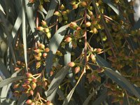 Eucalyptus camaldulensis 1, Saxifraga-Jan van der Straaten
