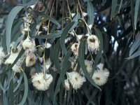 Eucalyptus globulus 2, Saxifraga-Piet Zomerdijk