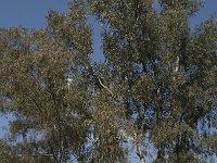 Eucalyptus globulus 3, Saxifraga-Willem van Kruijsbergen