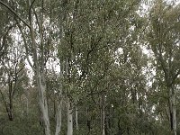 Eucalyptus globulus 4, Saxifraga-Willem van Kruijsbergen
