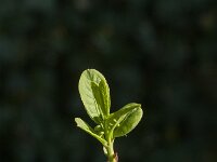 Euonymus europaeus 68, Wilde kardinaalsmuts, Saxifraga-Jan van der Straaten
