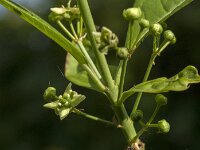 Euonymus europaeus 70, Wilde kardinaalsmuts, Saxifraga-Jan van der Straaten