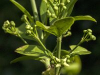Euonymus europaeus 71, Wilde kardinaalsmuts, Saxifraga-Jan van der Straaten