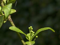 Euonymus europaeus 72, Wilde kardinaalsmuts, Saxifraga-Jan van der Straaten