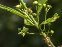 Euonymus europaeus 73, Wilde kardinaalsmuts, Saxifraga-Jan van der Straaten